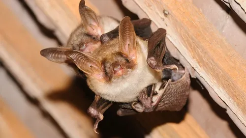 Avez-vous vu des chauves-souris près de chez vous ? 